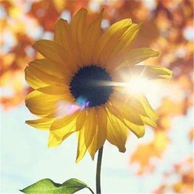 b体育官方下载入口手机版